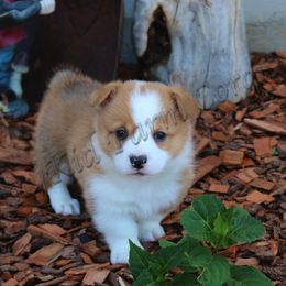 Pembroke Welsh Corgi Puppies from NannyKid Farm Corgis