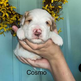 Goldendoodle Puppies from Gracious Doodle Dogs