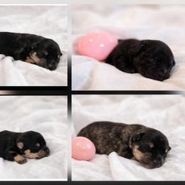 Miniature Schnauzer puppies from Schnauzers by the Lake
