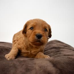 Sage Purple - Red  female Goldendoodle puppy in Lafayette, Alabama from Sweethaven Kennels