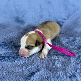 Pink Collar Female - Red female Pembroke Welsh Corgi puppy in Victoria, Texas from Clear Creek Corgis