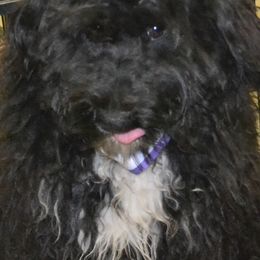 Aussiedoodle and Poodle Puppies from BA Doodles & Poodles