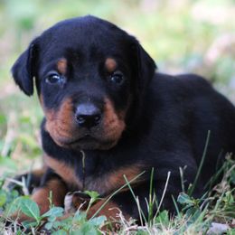 Doberman Pinscher puppies from 32 Farms