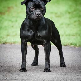 Janey - Staffordshire Bull Terrier