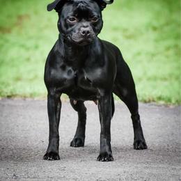 Janey - Staffordshire Bull Terrier
