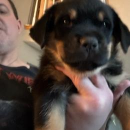 Red girl - Black and mahogany female Rottweiler puppy in Colorado Springs, Colorado from Von Locher Rotties