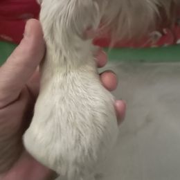 Solar - White female Pomeranian puppy in Stockton, California from CutiePoms
