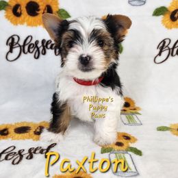 Paxton - Parti male Yorkshire Terrier puppy in Adair, Oklahoma from Phillippe's Puppy Paws