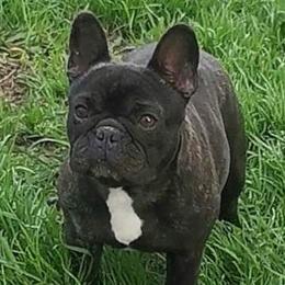 French Bulldog puppies from Arralaine Pups