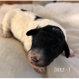 Everly - Parti female Poodle puppy in Greenwich, New York from MizzElle’s Standard Poodles