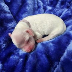 Girl 3 Pink - White female Llewellin Setter puppy in North Dinwiddie, Virginia from Pups Furever