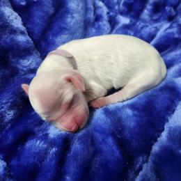 Girl 3 Pink - White female Llewellin Setter puppy in North Dinwiddie, Virginia from Pups Furever