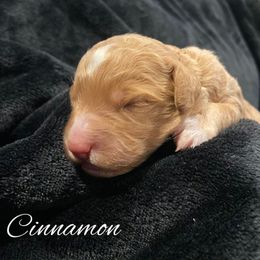 Cinnamon - Yellow and white male Bernedoodle puppy in Pismo Beach, California from Beach Bernedoodles