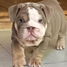 Bulldog Puppies from Bullgodz English Bulldogs