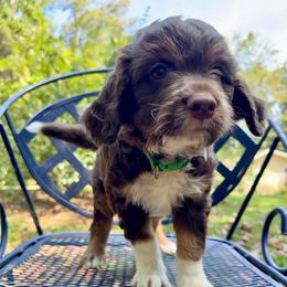 Frank - Brown and white male Aussiedoodle puppy in Chattanooga, Tennessee from Leafy Acre Mini Farm
