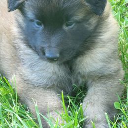 Belgian Tervuren Puppies from Kismet Belgian Tervuren's  owner Angela Ernst