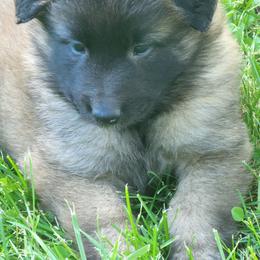 Belgian Tervuren Puppies from Kismet Belgian Tervuren's  owner Angela Ernst