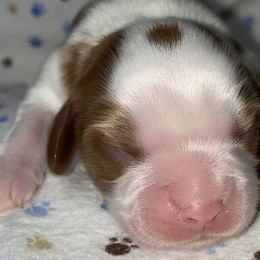 Blenheim boy - Bobby - Blenheim Cavalier King Charles Spaniel puppy in Zion Crossroads, Virginia from Karma's Cavaliers