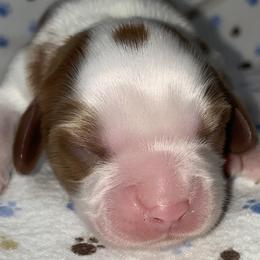 Blenheim boy - Bobby - Blenheim Cavalier King Charles Spaniel puppy in Zion Crossroads, Virginia from Karma's Cavaliers