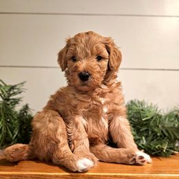 Freddy - male Australian Mountain Doodle puppy in South Jordan, Utah from Western Doodles Utah
