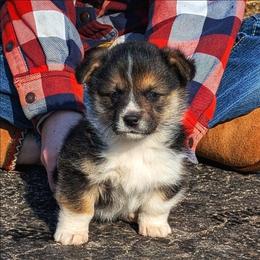 Vera - Black and tan female Pembroke Welsh Corgi puppy in Coleman, Michigan from Salt Creek Farm Dogs