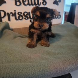 Navy - Black and gold male Yorkshire Terrier puppy in Clermont, Florida from Bella's Prissy Butts
