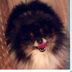 Nemo - Pomeranian