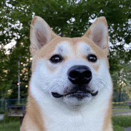 Zhaodi - Shiba Inu