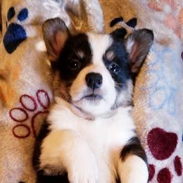 American Corgi and Pembroke Welsh Corgi Puppies from Whimsical Treasure Corgis