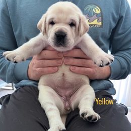 Yellow. - Yellow female Labrador Retriever puppy in Temecula, California from Oak Valley Labradors