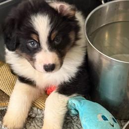 Saucy - Black tri-color female Australian Shepherd puppy in Muncie, Indiana from Gemfire Australian Shepherds