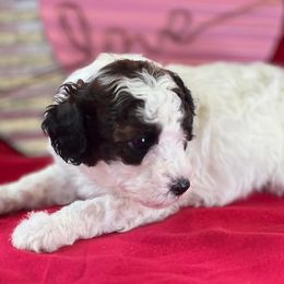 Poodle Puppies from Foxtrot Farm Poodles