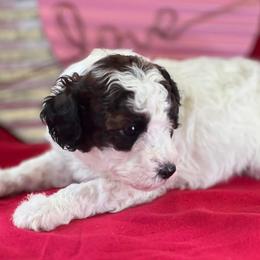 Poodle Puppies from Foxtrot Farm Poodles