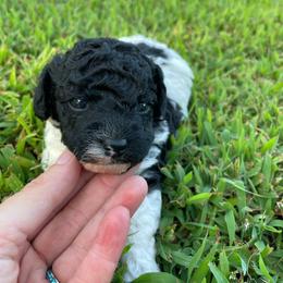 Bindi - Parti female Poodle puppy in Bee Branch, Arkansas from Scroggins Creek Doodles