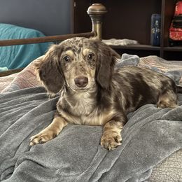 Wolfie - Dachshund