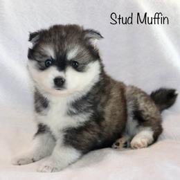 Stud Muffin - Black and white male Pomsky puppy in Denham Springs, Louisiana from Bayouland Pomskies