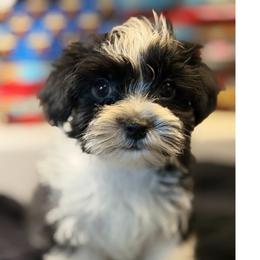 Ditch - Piebald male Morkie puppy in Florence, Kentucky from 4paws4ever by Design