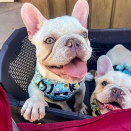 Boy 1 - French Bulldog puppy in San Jose, California from Endless Frenchies
