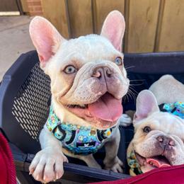Boy 1 - French Bulldog puppy in San Jose, California from Endless Frenchies