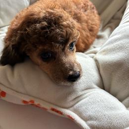 Deep mahogany Sable girl - Sable female Poodle puppy in Burien, Washington from South Sound Doodles
