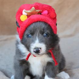 Kevin - Blue Collar - AKC - Blue male Border Collie puppy in Courtland, Alabama from C Bar C Ranch Border Collies