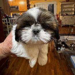 Shih Tzu Puppies from Meadow Lane Pups