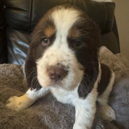 Orange - Liver white and tan male English Springer Spaniel puppy in Griswold, Connecticut from Lassale Springers