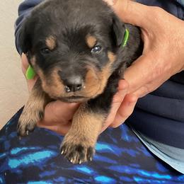 Boy 2 - Black and mahogany male Rottweiler puppy in Cartersville, Virginia from Vom Heldenhaft Rottweilers