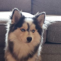 Pomsky All Grown Up from JC's Mitten Pomskies