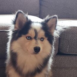 Pomsky All Grown Up from JC's Mitten Pomskies