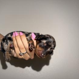 Max - Dapple female Dachshund puppy in Beaumont, California from Seleners Wieners