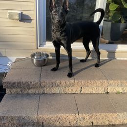 xDutch Shepherd All Grown Up from We Like it Ruff Working K9 Breeding and Training