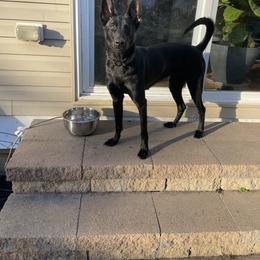 xDutch Shepherd All Grown Up from We Like it Ruff Working K9 Breeding and Training