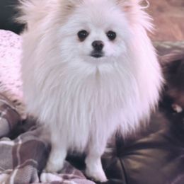 Akira - Pomeranian